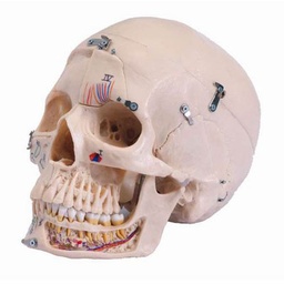 [z9610] Cráneo humano desmontable