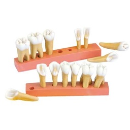 [z9611] Modelo hemiarcadas antagonistas